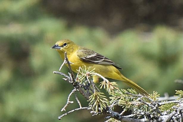 Orchard Oriole (Icterus spurius) 2018-05-02 (6) by Don Henise is licensed under CC BY 2.0.